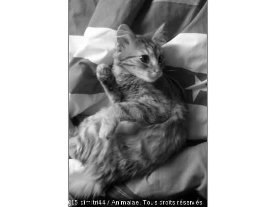 Le chat prend la pause - Photo de Chats