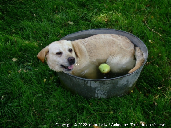 labrador - Photo de Chiens