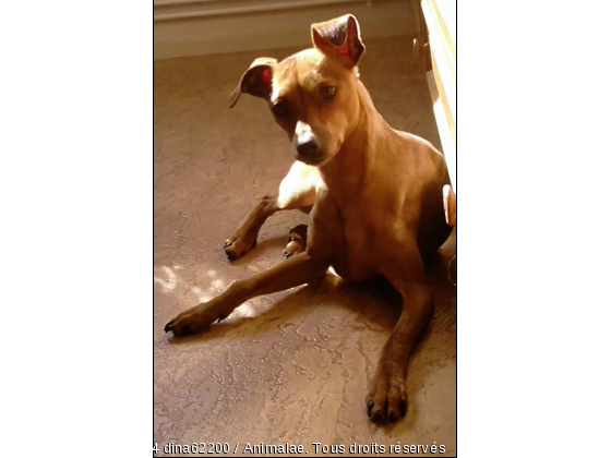 dina qui prend un bain de soleil  - Photo de Chiens