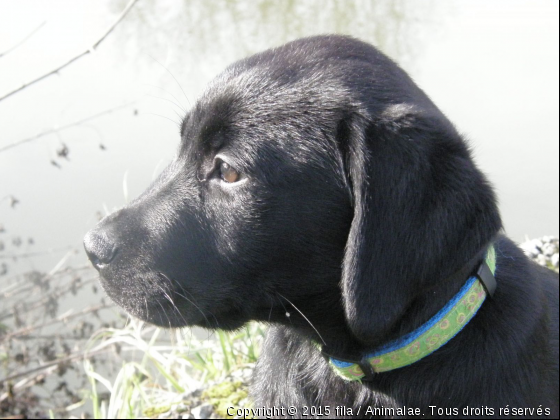 fila - Photo de Chiens