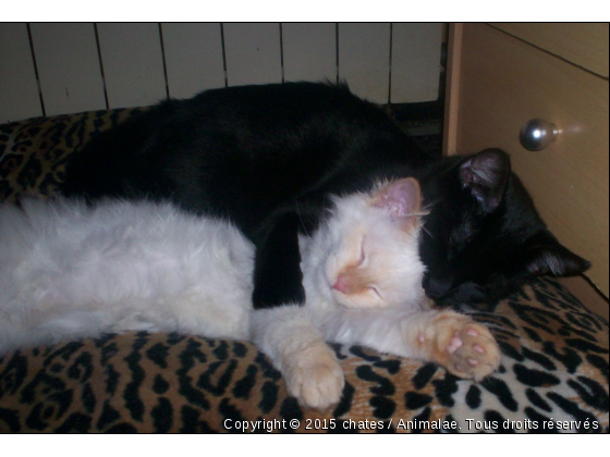 moumoute et gizmo - Photo de Chats