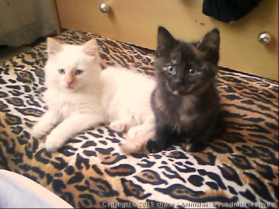 gizmo et kaykay - Photo de Chats