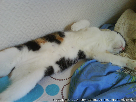 Qu&#039;il est si doux de faire une petite sieste! - Photo de Chats