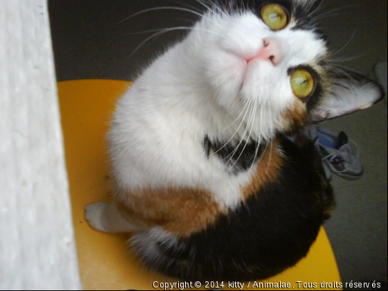 C&#039;est captivant! - Photo de Chats