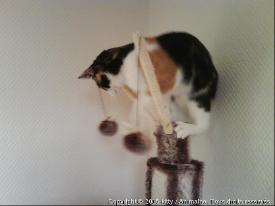 Toujours plus haut! - Photo de Chats