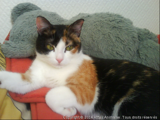 Kitty et son doudou - Photo de Chats