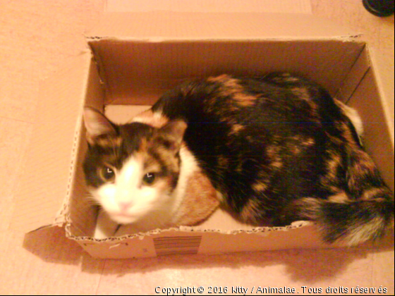 kitty dans la boite! - Photo de Chats