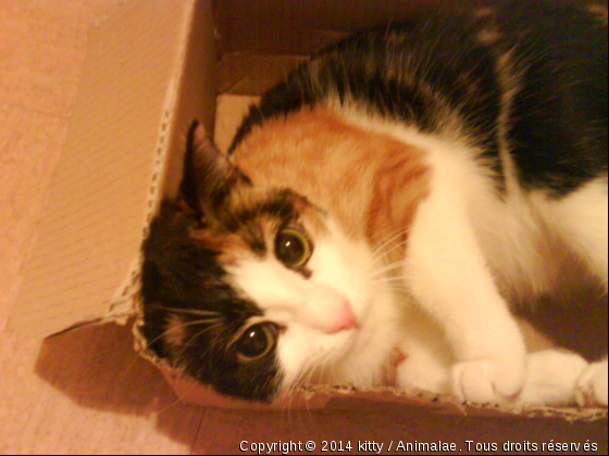 kitty dans la boite! - Photo de Chats