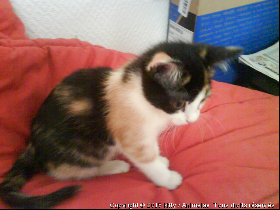 Petite boule de poils! - Photo de Chats