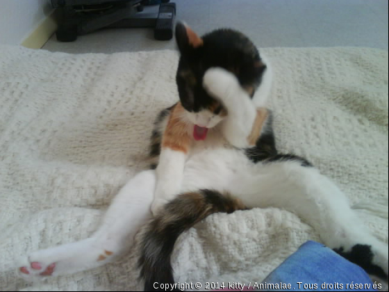 Tranquille la pose! - Photo de Chats