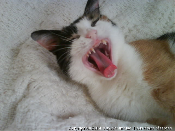 Faut pas l&#039;embéter la petite!! - Photo de Chats