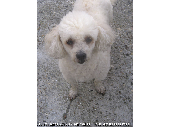 la vie de roxane - Photo de Chiens