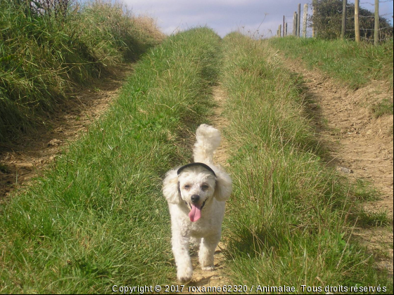 roxane - Photo de Chiens