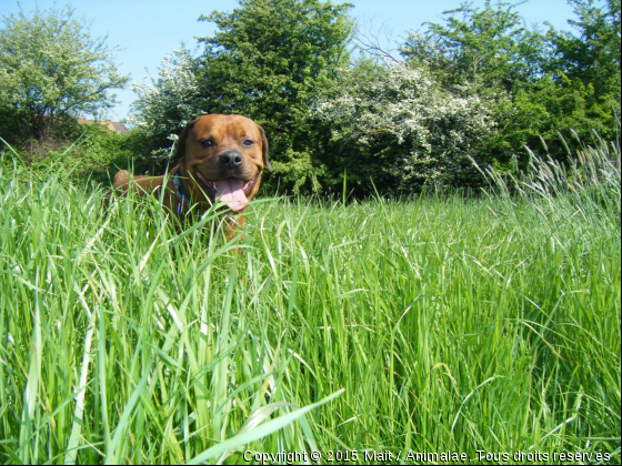 Argos  - Photo de Chiens