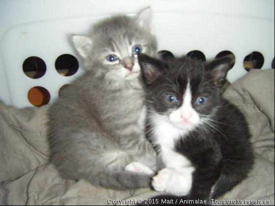 Phénix et Banbou - Photo de Chats