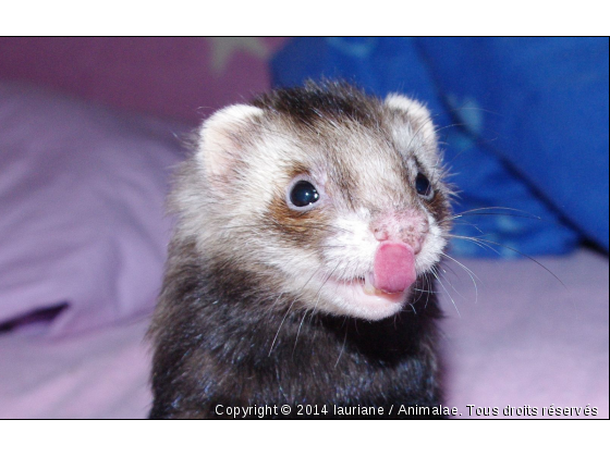 le furet - Photo de Rongeurs