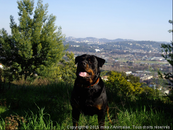 mon toutou - Photo de Chiens