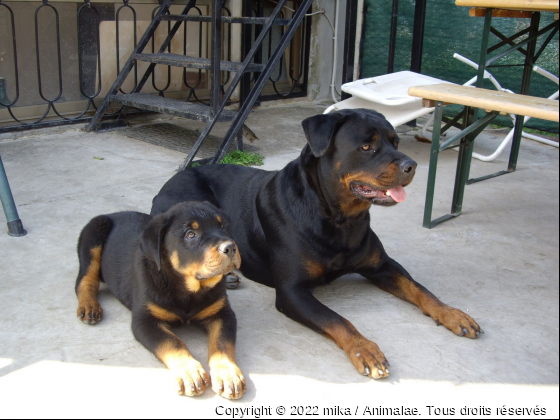 Mika &amp; Tiger - Photo de Chiens