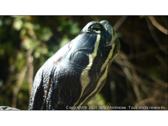 tortue de floride - Photo de Reptiles