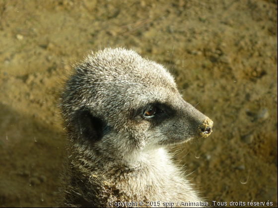 suricate - Photo de Animaux sauvages