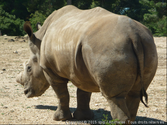 rhinocéros blanc - Photo de Animaux sauvages