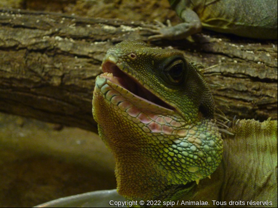 iguane - Photo de Reptiles