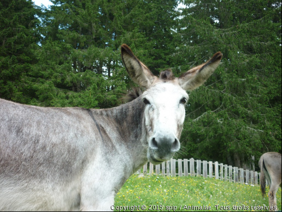 âne - Photo de Animaux Ferme