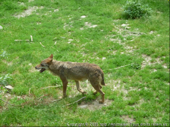 loup - Photo de Animaux sauvages