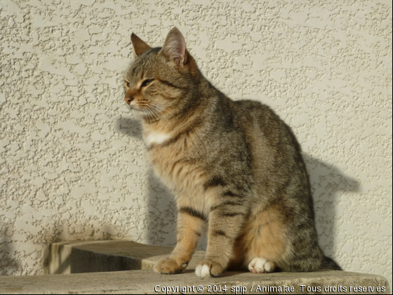 chat - Photo de Chats