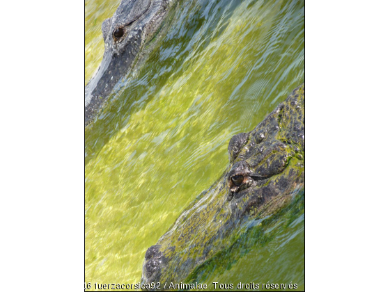 Crocodiles de Floride - Photo de Reptiles