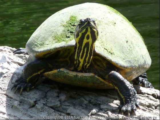 Tortue d&#039;eau - Photo de Faune marine