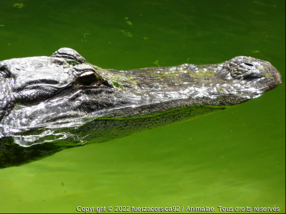 Crocodile en attente - Photo de Reptiles