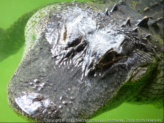 Gros plan du crocodile américain - Photo de Reptiles