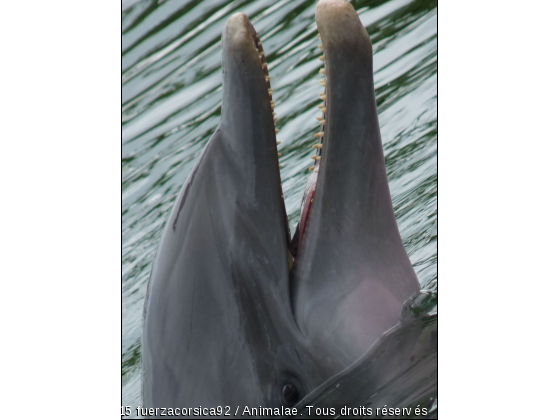 dauphin de floride - Photo de Faune marine