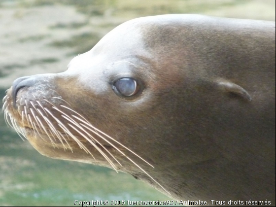 L&#039;otarie a moustaches - Photo de Faune marine