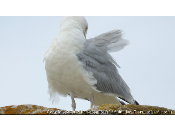 la pause du goéland - Photo de Oiseaux