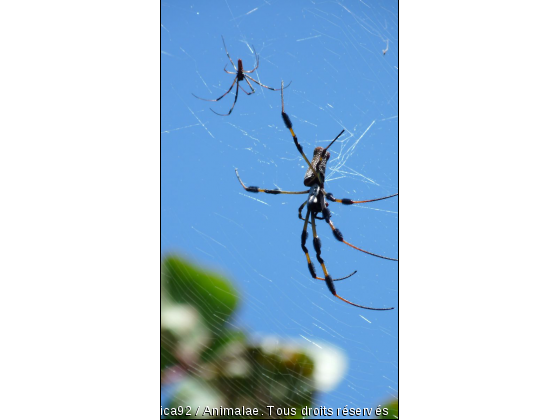 Araignées de floride - Photo de Microcosme