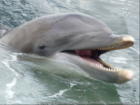 Grand dauphin de Floride - Photo de Faune marine