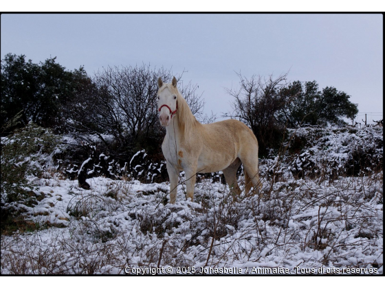 Tout blanc - Photo de Chevaux