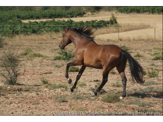 la Beauté  la plus noble de la nature - Photo de Chevaux