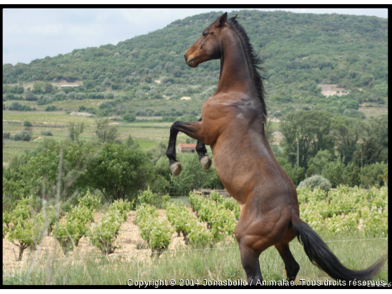 l&#039;esprit de la liverté - Photo de Chevaux