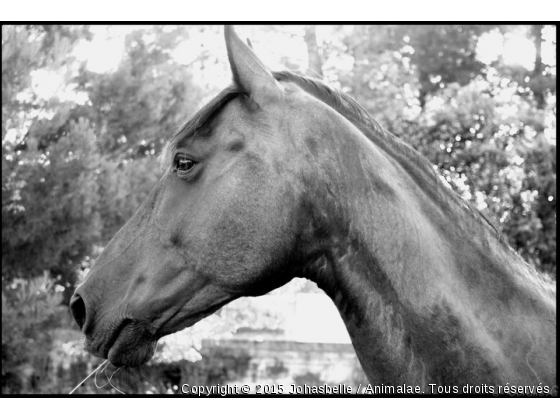 L&#039;allure d&#039;un Vainqueur - Photo de Chevaux