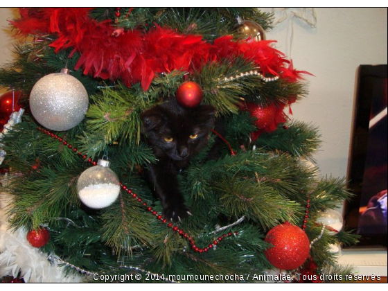 joyeux noel - Photo de Chats