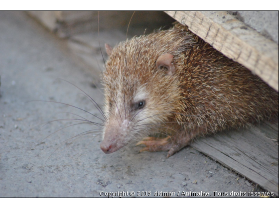 tangue - Photo de Animaux sauvages