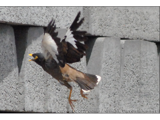 Martin - Photo de Oiseaux