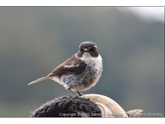 tec tec - Photo de Oiseaux