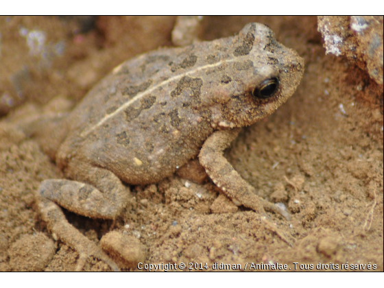 grenouille - Photo de Reptiles