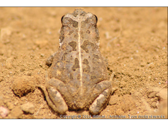 grenouille - Photo de Reptiles