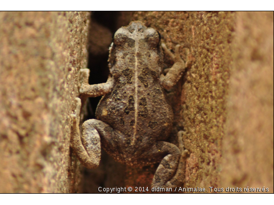 grenouille - Photo de Reptiles