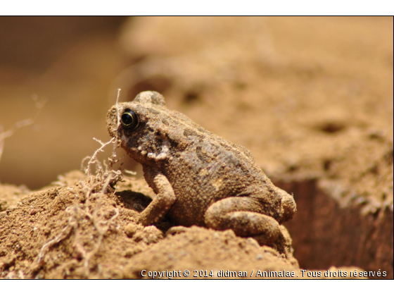 grenouille - Photo de Reptiles